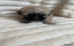 Shih Tzu dogs for sale: KC Shihtzu pups  - Image 27