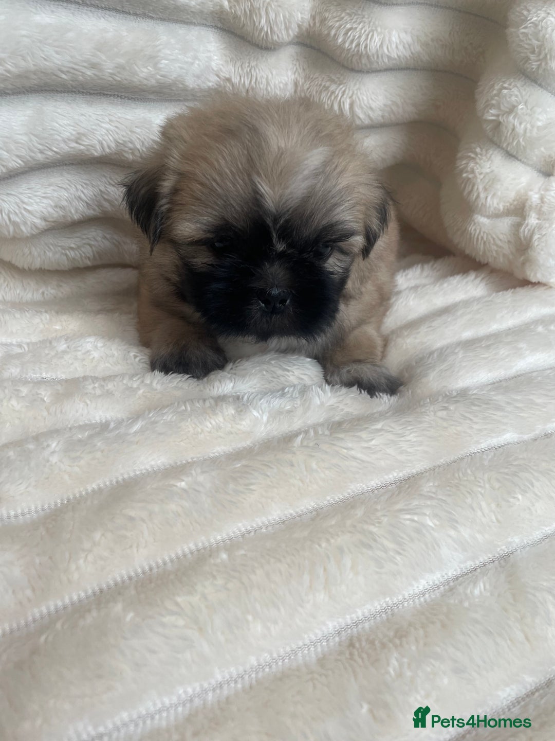 Shih Tzu dogs for sale: KC Shihtzu pups  - Image 27