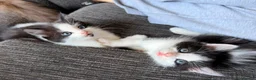 Ragdoll cats for sale: Ragdoll cross  - Advert 4
