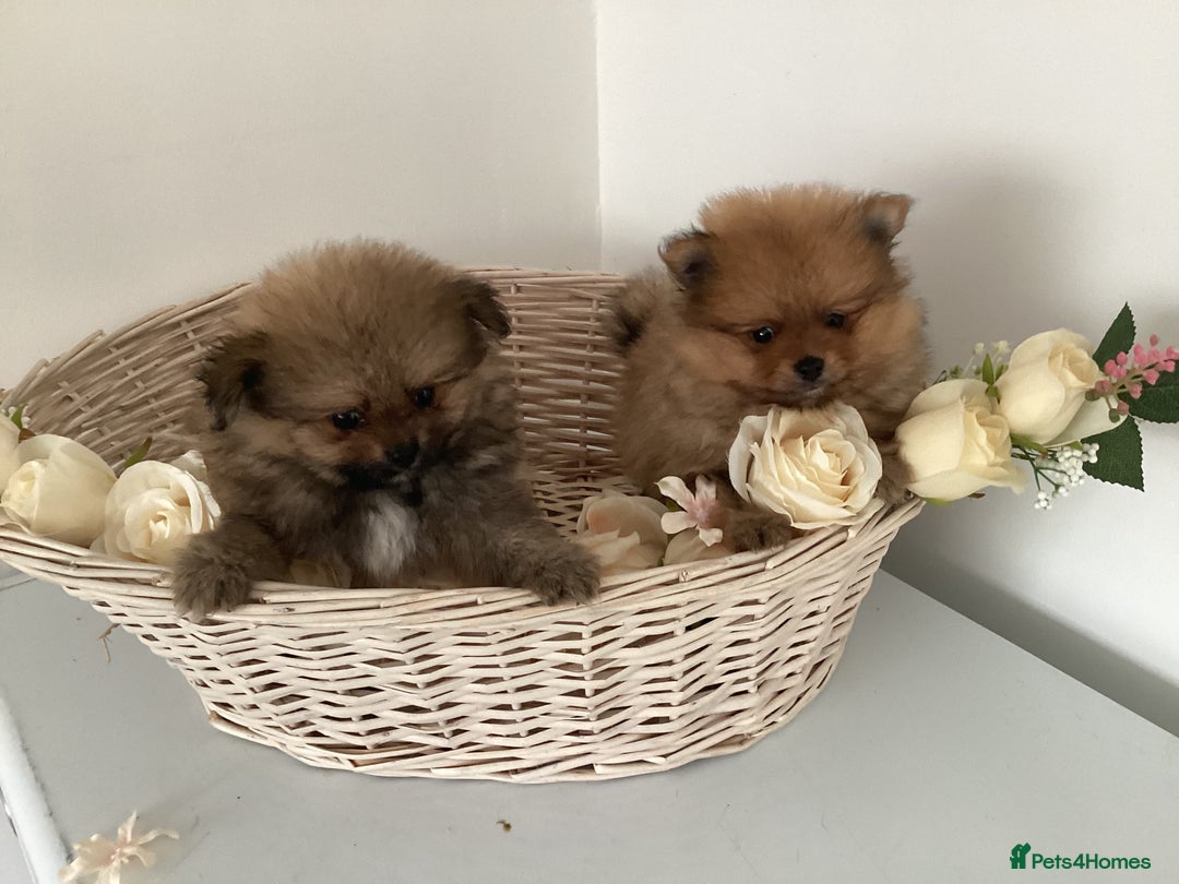 Pomeranian dogs for sale: READY NOW! kc reg STUNNING Pomeranian puppies  - Image 7