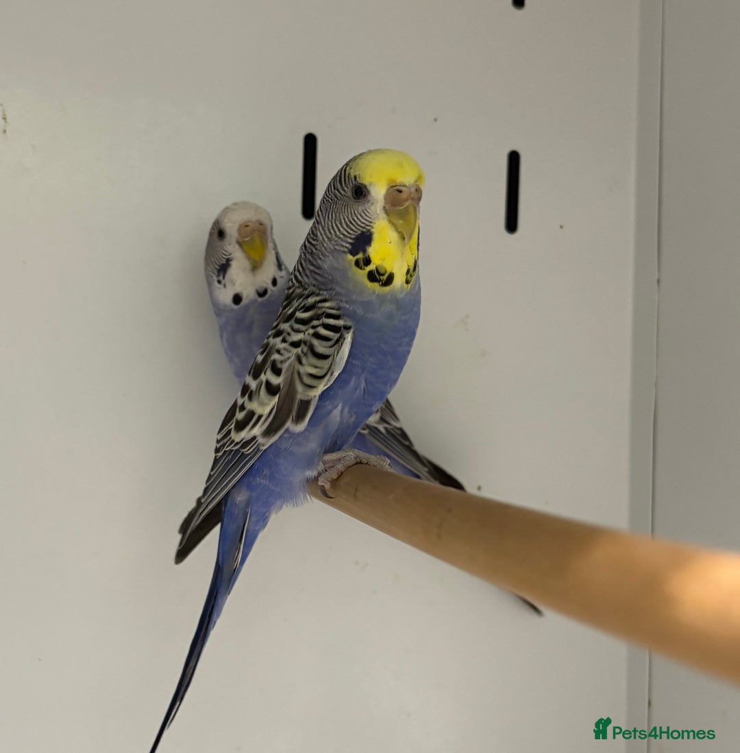 Budgerigars birds for sale: Beautiful baby budgies  - Image 9