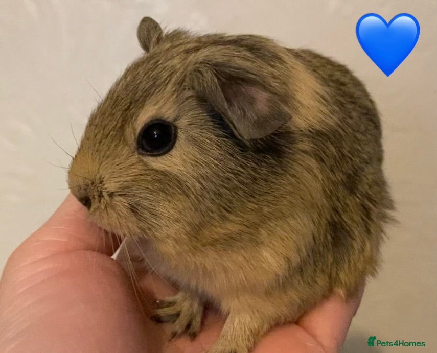Guinea Pig rodents Gorgeous guinea pigs - Advert 22