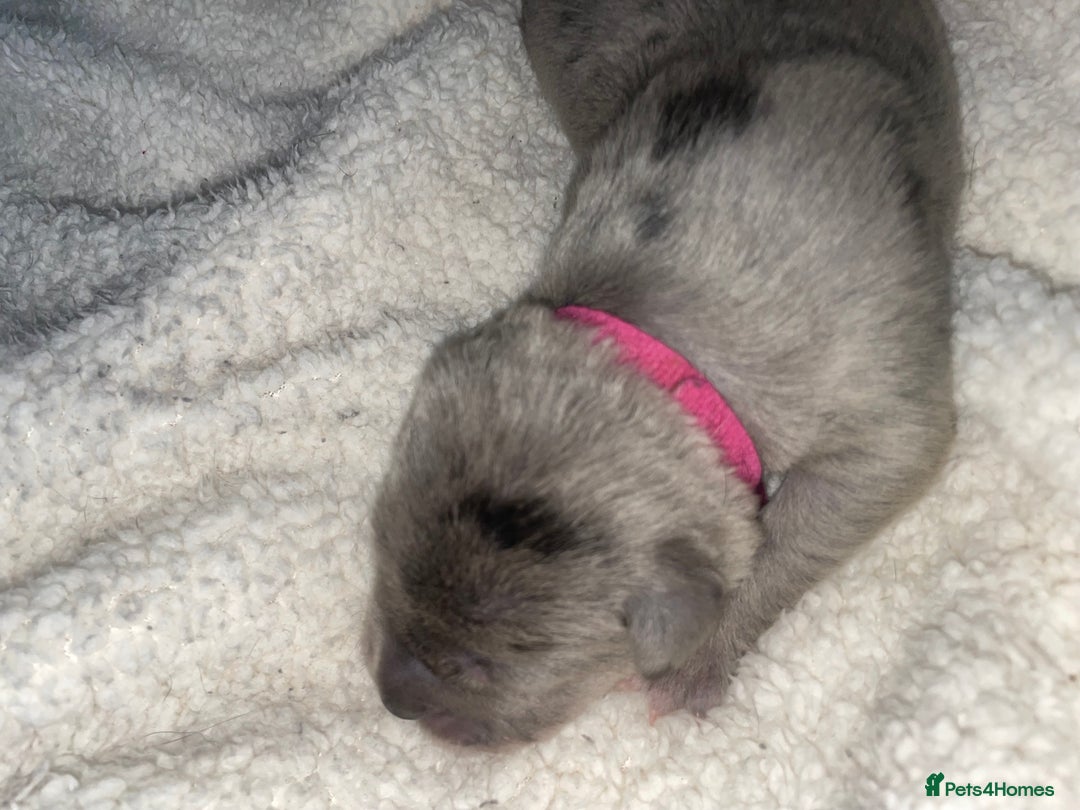 Cane Corso dogs for sale: Harlequin cane corso x pedigree cane corso puppies - Advert 8