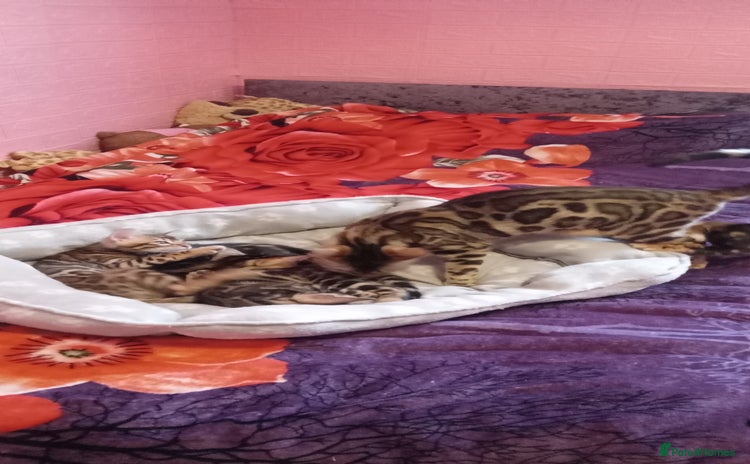 Bengal cats - Advert 2