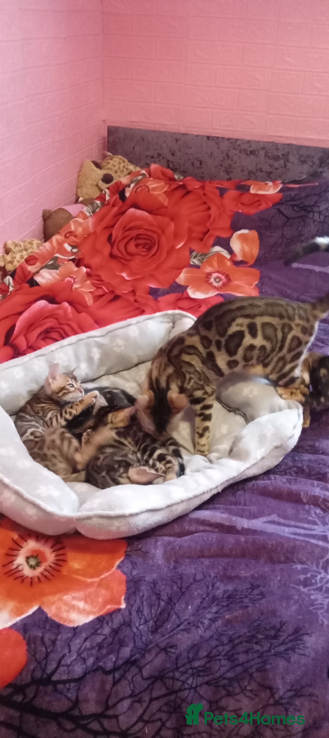 Bengal cats for sale: Pedigree Bengal Kittens - Image 1