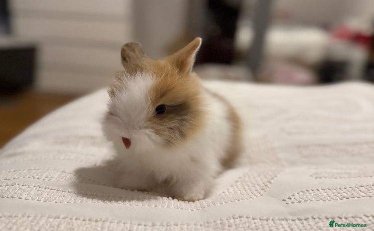 Lionhead rabbits - Advert 2