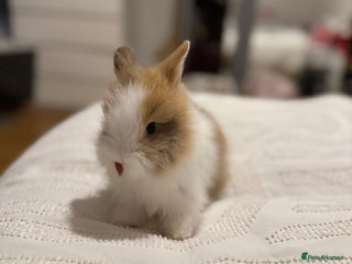 Lionhead rabbits - Advert 1