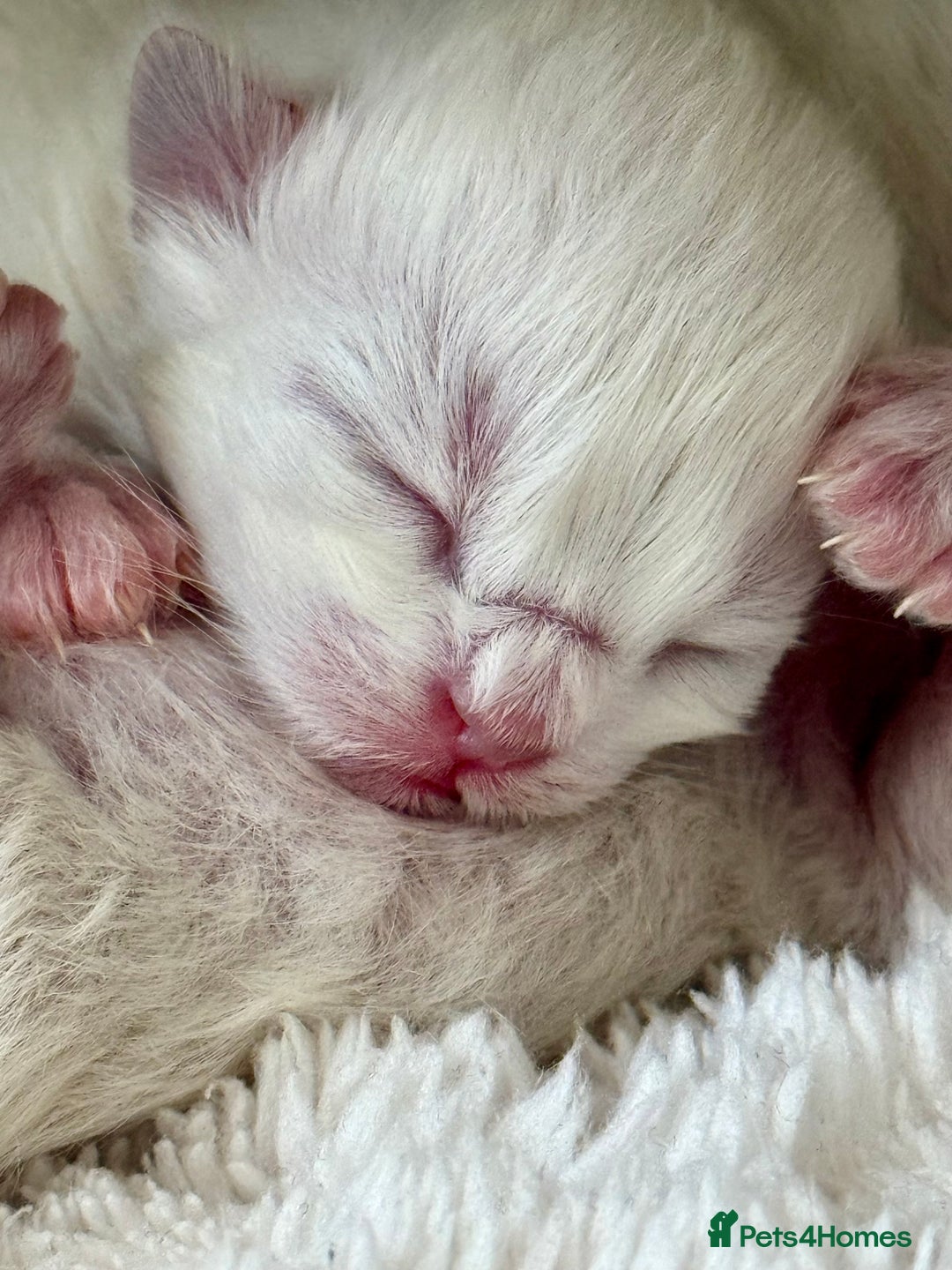 Ragdoll cats for sale: Ragdoll Purebred kittens 🩷🩵 - Advert 10