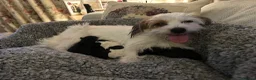 Jack Russell dogs for sale: Gorgeous Jack Russell Puppies  in Newbury - Advert 9