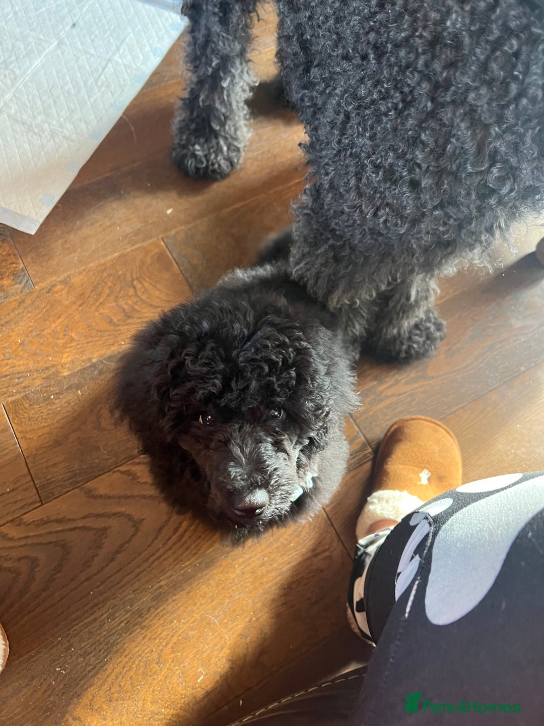 Mixed Breed dogs for sale: Shih poo  - Image 7