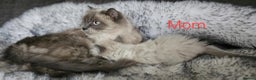 Ragdoll cats for sale: Beautiful ragdoll - Advert 1