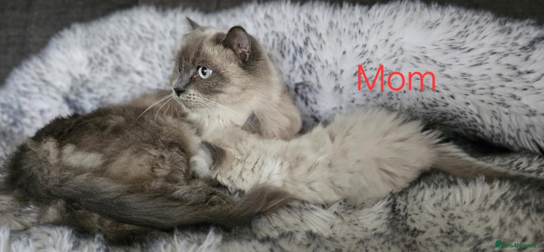 Ragdoll cats for sale: Beautiful ragdoll - Advert 1