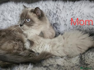 Ragdoll cats Beautiful ragdoll - Advert 2