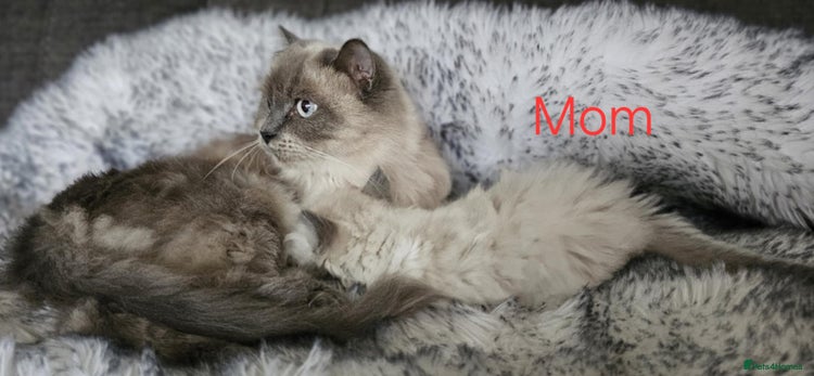 Ragdoll cats Beautiful ragdoll - Advert 3