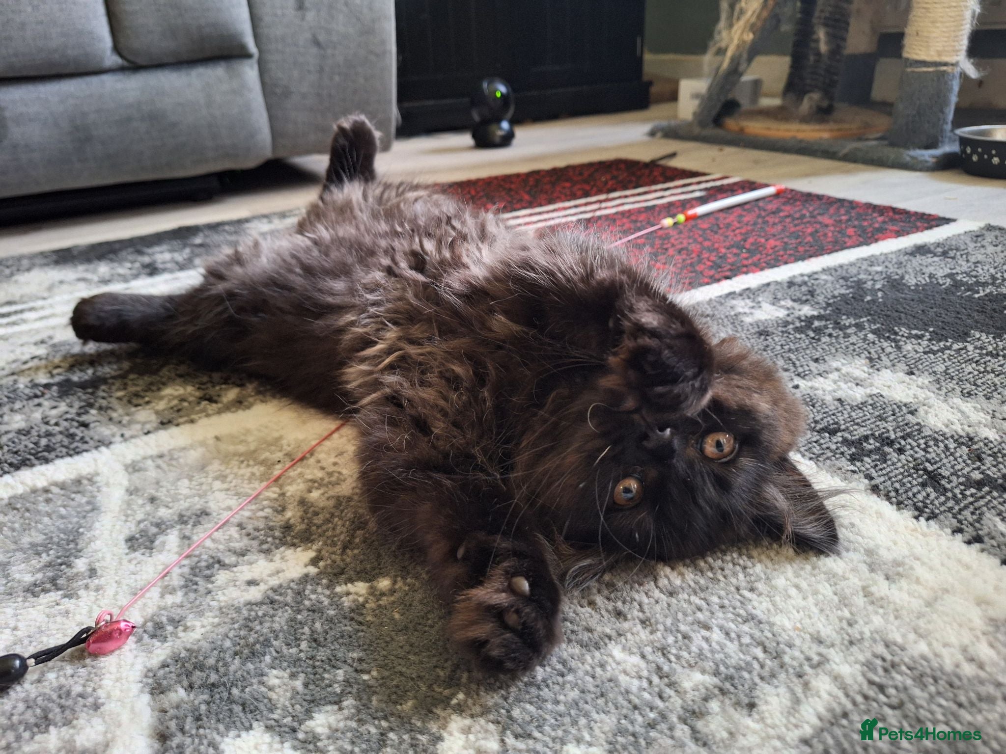 Mixed Breed cats Beautiful Black Ragdoll x Persian Kitten Ready Now - Advert 2