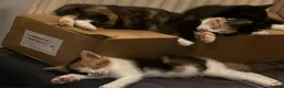 Mixed Breed cats for sale: Beautiful Litter of Mixed Breed Kittens - Advert 3
