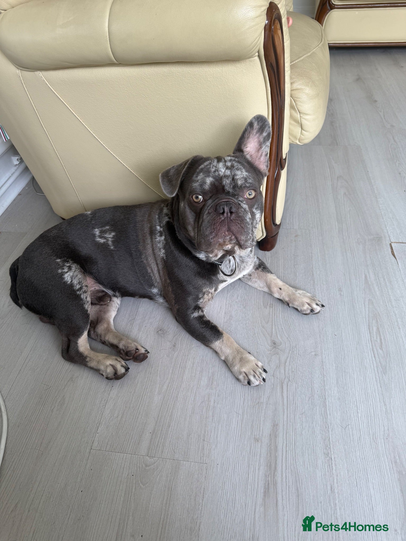 French Bulldog dogs French Bulldog  - Advert 6