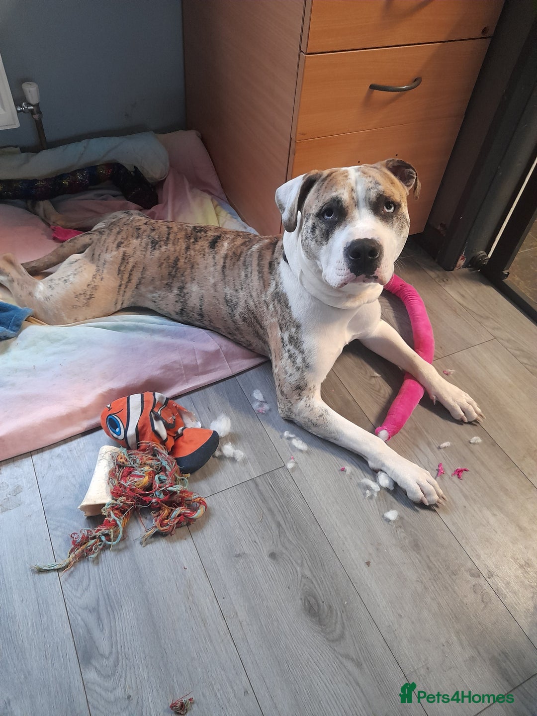 American Bulldog dogs for sale: 1year old male American bulldog - Advert 3