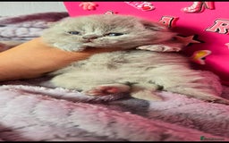 British Shorthair cats for sale: 2 LILAC BOYS CHUBBY BEAUTIES - Image 11