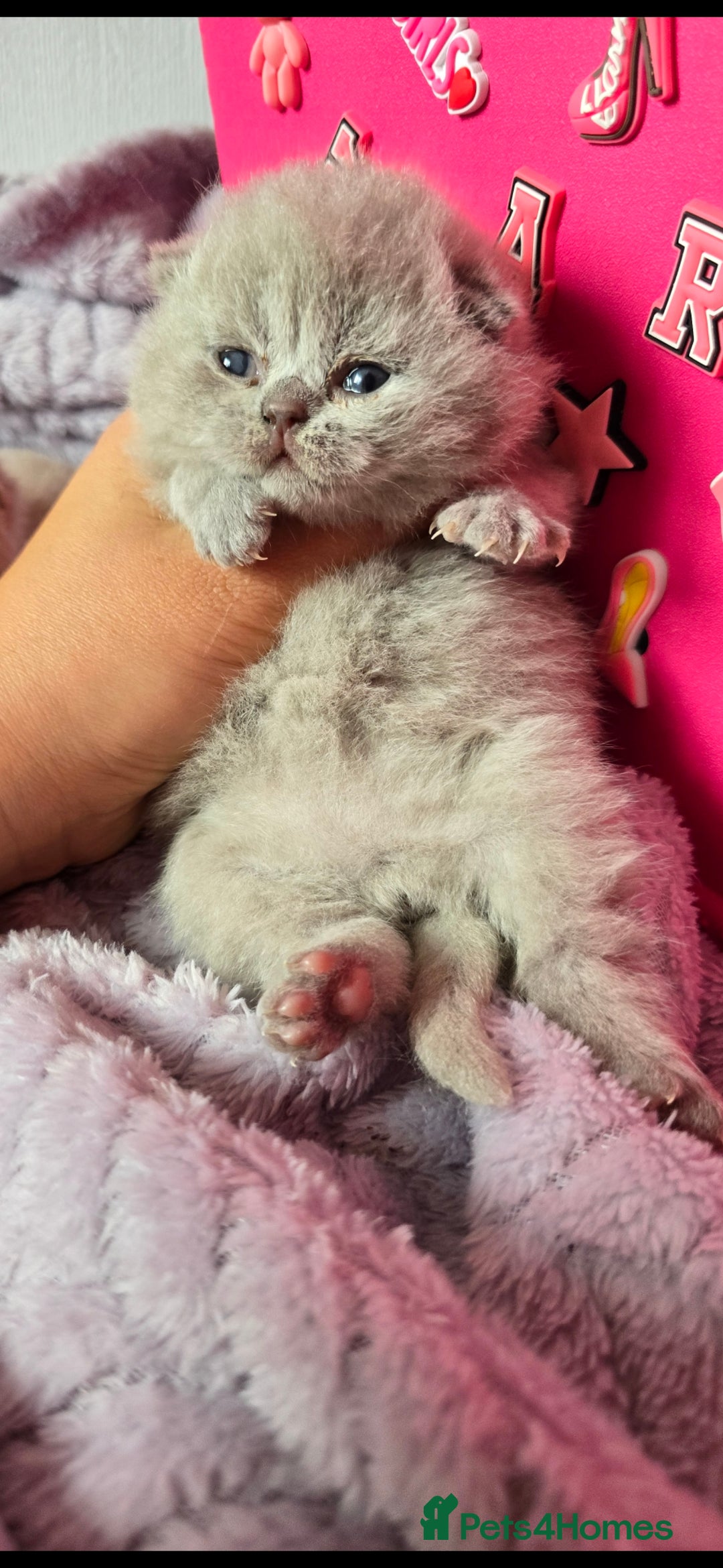 British Shorthair cats for sale: 2 LILAC BOYS CHUBBY BEAUTIES - Image 11