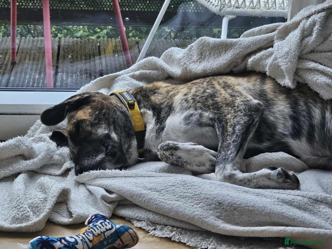 Mixed Breed dogs for adoption: Keira A gentle giant with a goofy grin needs home  - Image 6