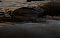 Cane Corso dogs for sale: Cane Corso looking forever home - Image 2