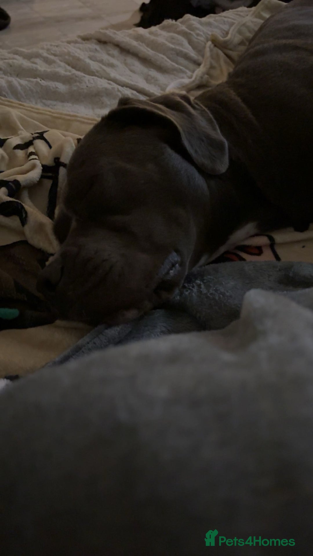 Cane Corso dogs for sale: Cane Corso looking forever home - Image 2