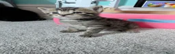 Maine Coon cats for sale: Half main coon kittens - Advert 39