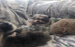 Pomeranian dogs for sale: Pomeranian puppies mixed colours  - Image 6