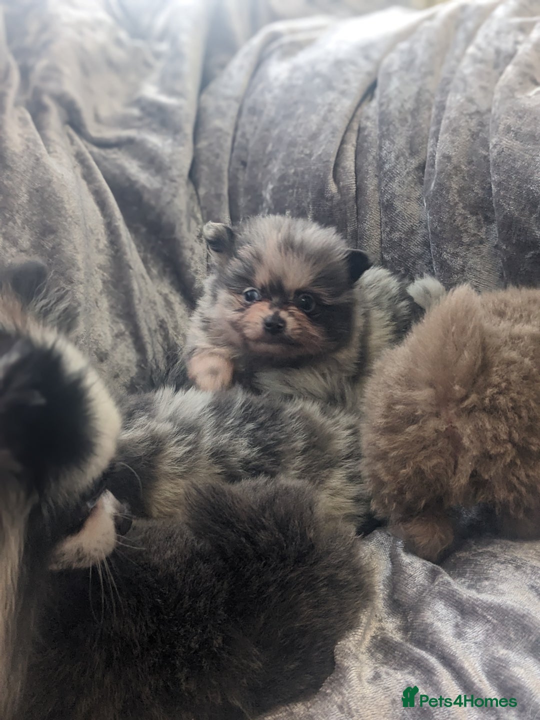 Pomeranian dogs for sale: Pomeranian puppies mixed colours  - Image 6