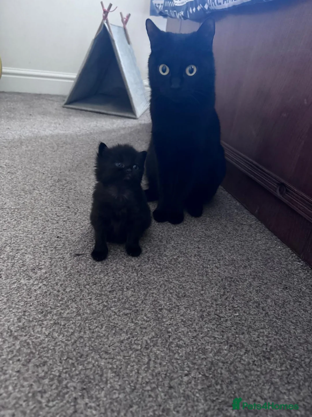 Mixed Breed cats for sale: Beautiful kittens in Bognor Regis - Advert 1