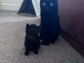 Mixed Breed cats Beautiful kittens - Advert 6