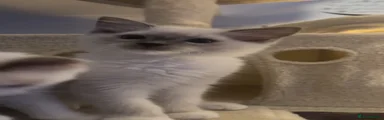 Ragdoll 1