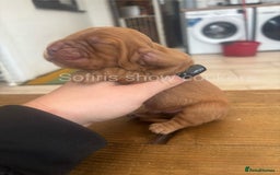 Cocker Spaniel dogs for sale: Last show boy remaining  - Image 5