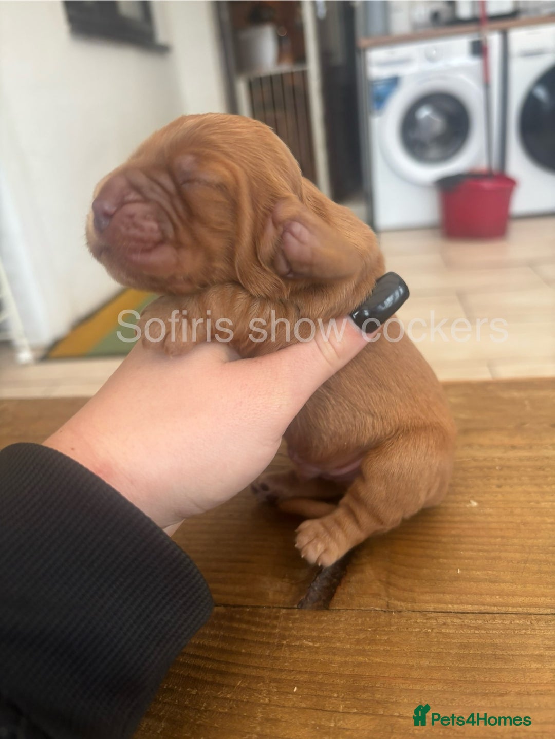 Cocker Spaniel dogs for sale: Last show boy remaining  - Image 5