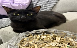 Mixed Breed cats for sale: 6 kittens for sale  - Image 6