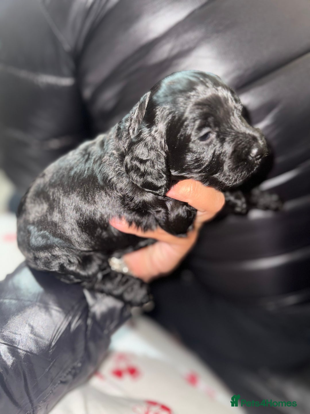 Cockapoo dogs for sale: Beautiful cockerpoo pups  - Advert 3