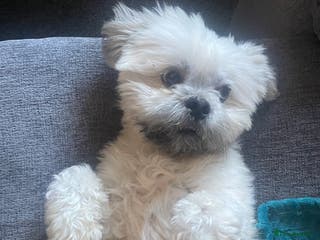 Lhasa Apso dogs Milo, ready to stud in Alloa - Advert 3