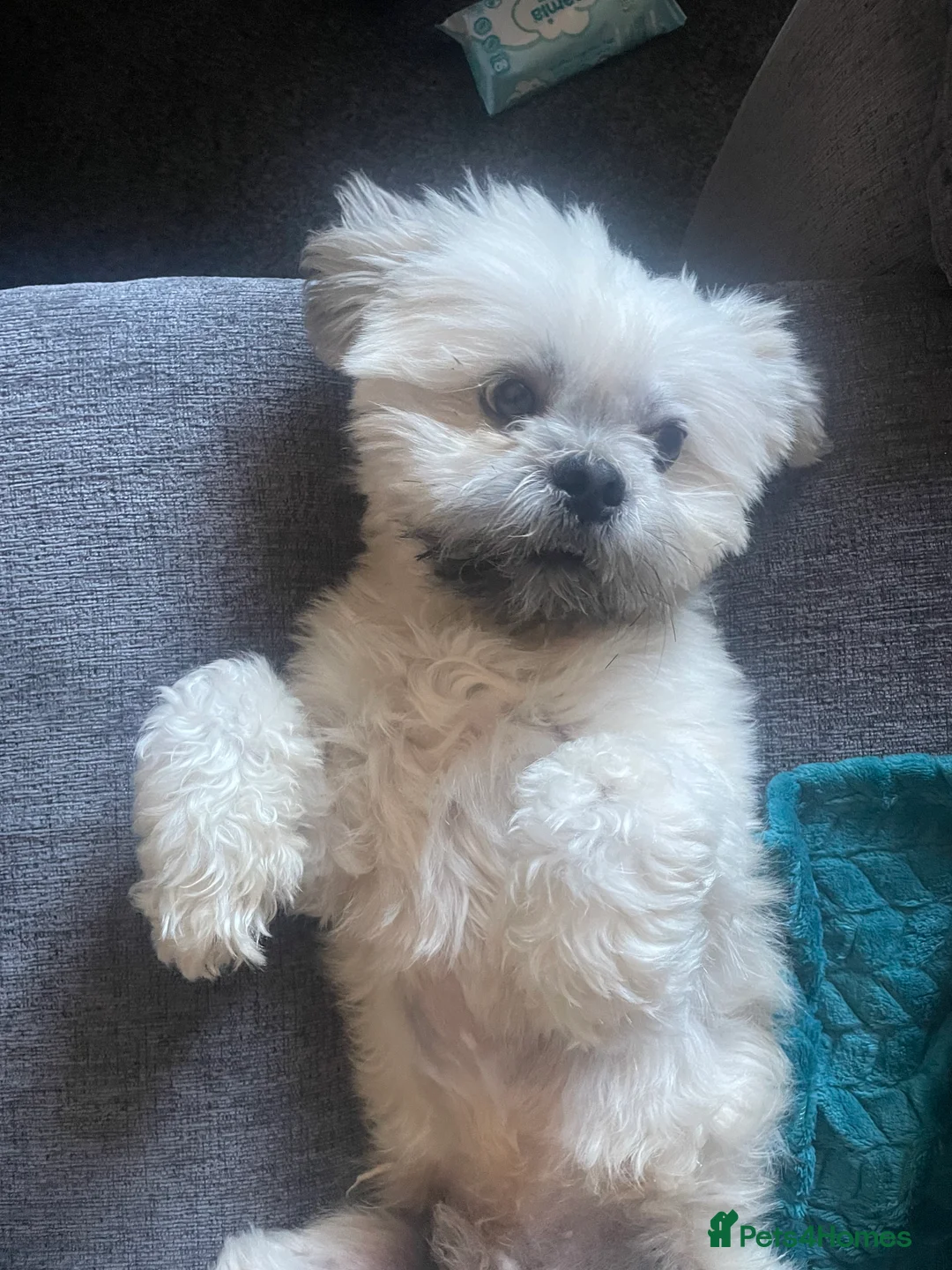 Lhasa Apso dogs for stud: Milo, ready to stud in Alloa - Advert 1