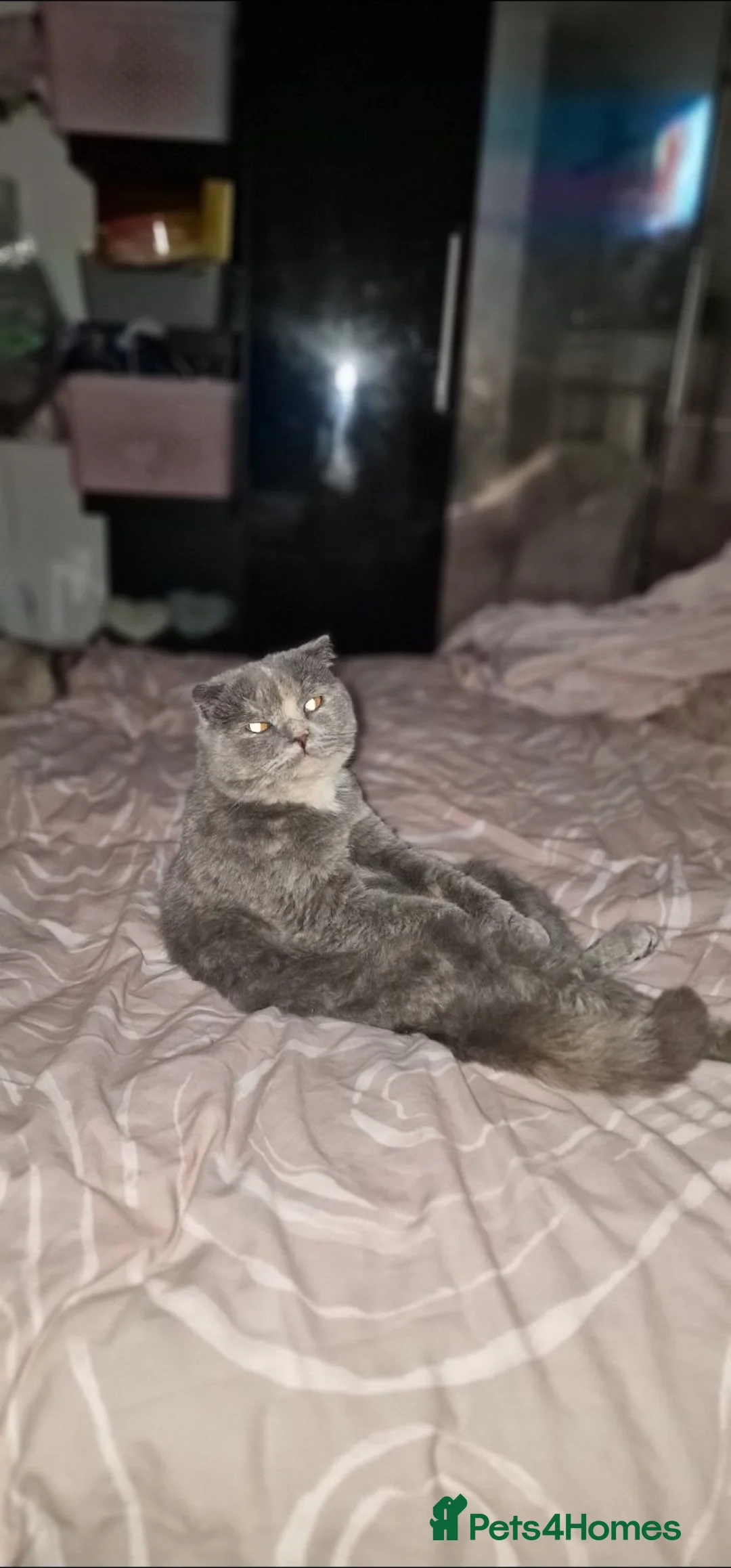 Scottish Fold cats for sale: Scottish fold - Advert 16
