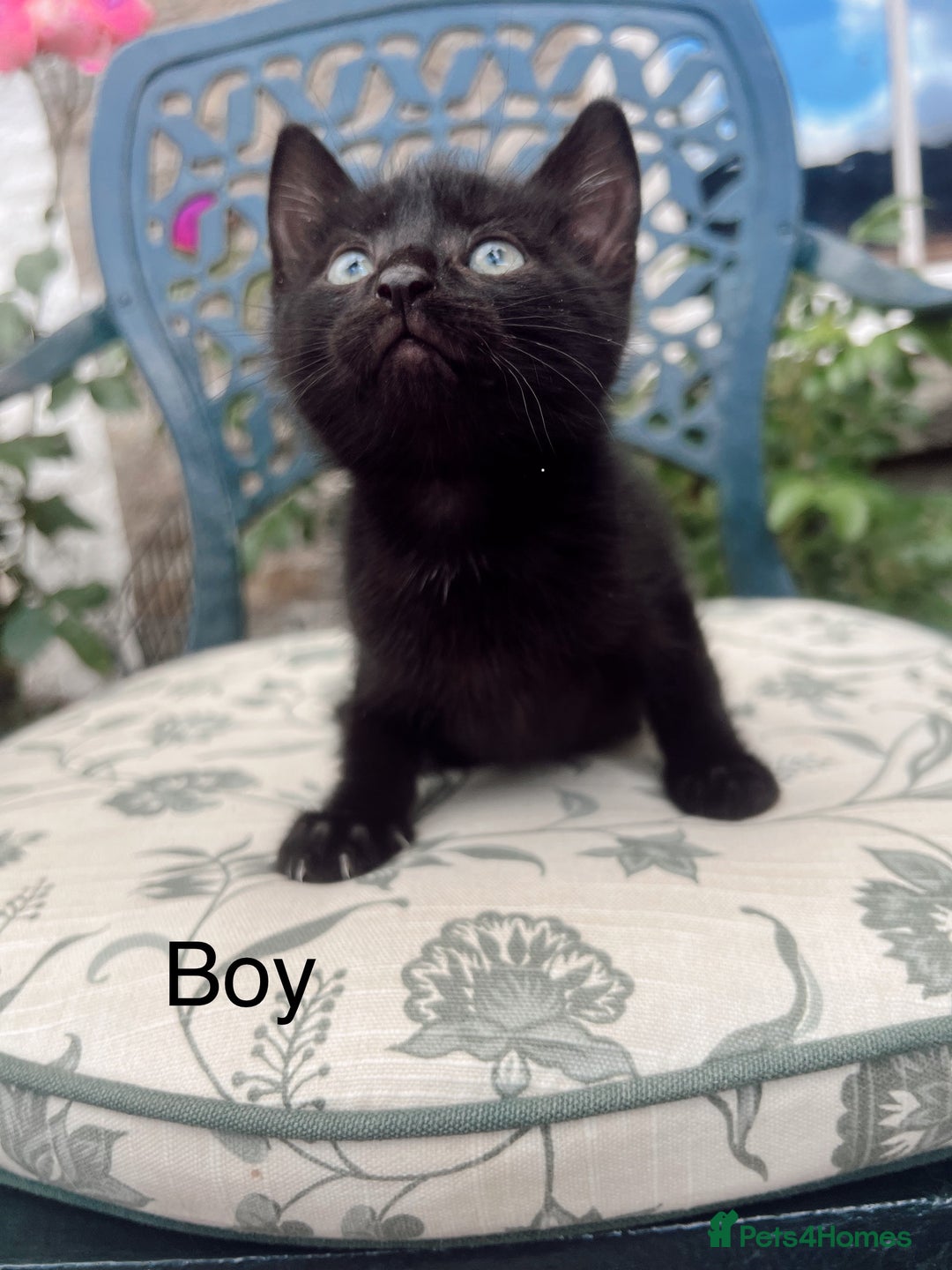 Mixed Breed cats for sale: *READY NOW* 3 beautiful kittens  - Image 6