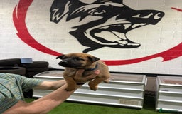 Belgian Shepherd Dog dogs for sale: Reduced 1.2k - Advert 3