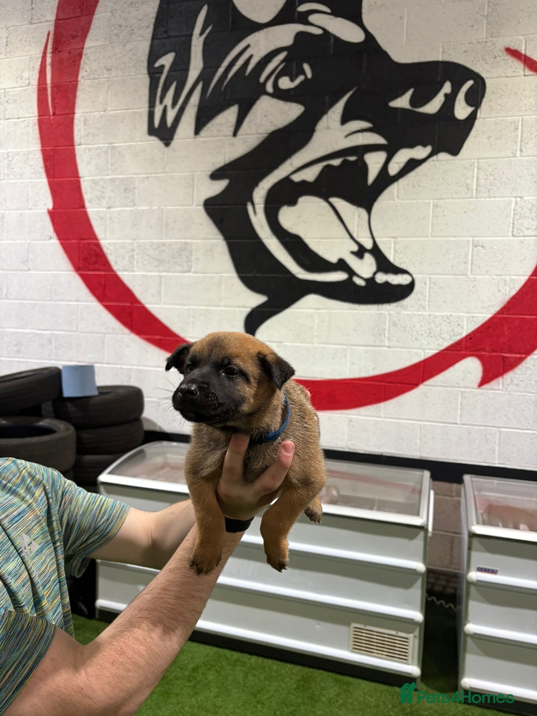 Belgian Shepherd Dog dogs for sale: Reduced 1.2k - Advert 3