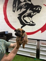 Belgian Shepherd Dog dogs - Advert 8