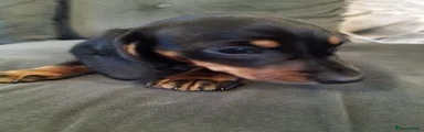 Miniature Dachshund Puppy 3
