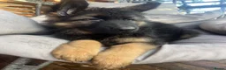 German Shepherd dogs for sale: Outstanding KC long haired german shepherd pups - Advert 4