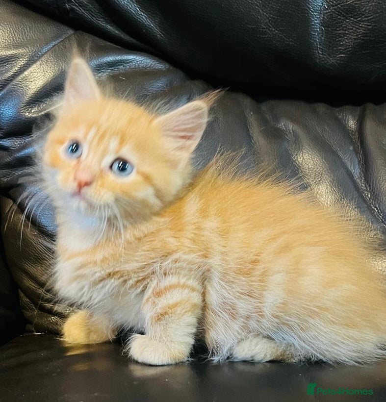Mixed Breed cats Mixed Mainecoon lovely litter  - Advert 1