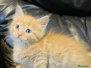 Mixed Breed cats Mixed Mainecoon lovely litter - Advert 1