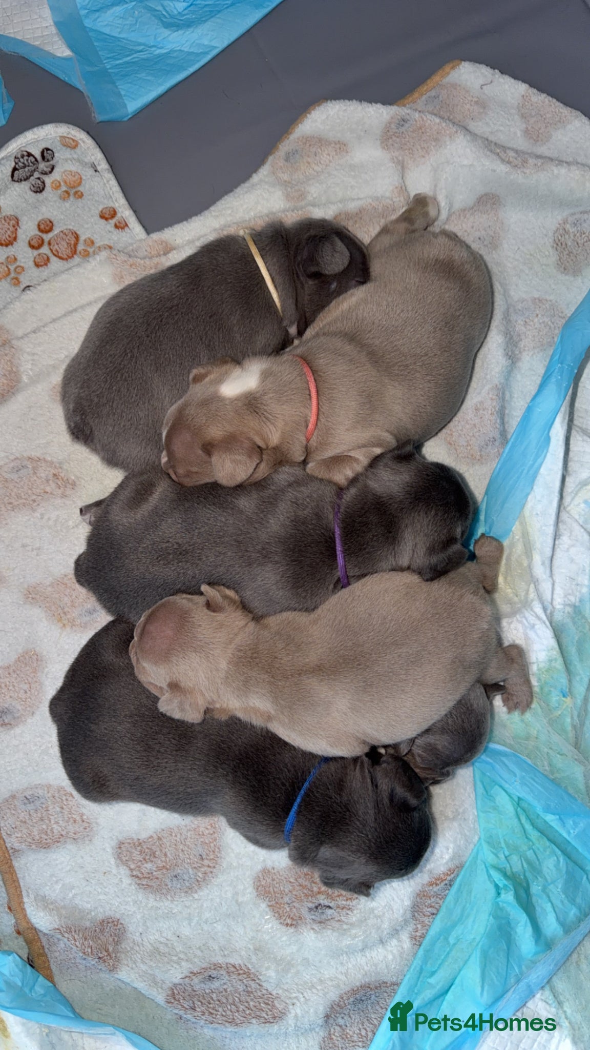 French Bulldog dogs ISABELLA BLUE AND LILAC FRENCHIES - KC - WELL BRED - Advert 5
