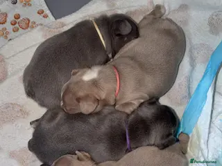 French Bulldog dogs ISABELLA BLUE AND LILAC FRENCHIES - KC - WELL BRED - Advert 5